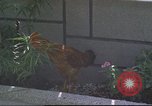 Image of morning view Vietnam, 1965, second 49 stock footage video 65675061981