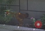 Image of morning view Vietnam, 1965, second 50 stock footage video 65675061981