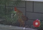Image of morning view Vietnam, 1965, second 52 stock footage video 65675061981