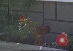 Image of morning view Vietnam, 1965, second 54 stock footage video 65675061981