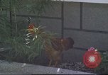 Image of morning view Vietnam, 1965, second 56 stock footage video 65675061981
