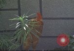 Image of morning view Vietnam, 1965, second 59 stock footage video 65675061981
