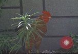 Image of morning view Vietnam, 1965, second 61 stock footage video 65675061981