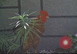 Image of morning view Vietnam, 1965, second 62 stock footage video 65675061981