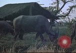 Image of water buffaloes Vietnam, 1966, second 11 stock footage video 65675062003