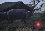 Image of water buffaloes Vietnam, 1966, second 13 stock footage video 65675062003