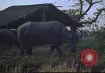 Image of water buffaloes Vietnam, 1966, second 18 stock footage video 65675062003