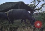 Image of water buffaloes Vietnam, 1966, second 20 stock footage video 65675062003