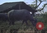 Image of water buffaloes Vietnam, 1966, second 21 stock footage video 65675062003