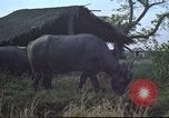 Image of water buffaloes Vietnam, 1966, second 22 stock footage video 65675062003
