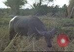 Image of water buffaloes Vietnam, 1966, second 23 stock footage video 65675062003