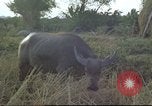 Image of water buffaloes Vietnam, 1966, second 24 stock footage video 65675062003