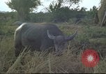 Image of water buffaloes Vietnam, 1966, second 25 stock footage video 65675062003