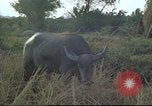 Image of water buffaloes Vietnam, 1966, second 26 stock footage video 65675062003