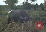 Image of water buffaloes Vietnam, 1966, second 27 stock footage video 65675062003