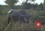 Image of water buffaloes Vietnam, 1966, second 28 stock footage video 65675062003