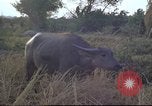 Image of water buffaloes Vietnam, 1966, second 29 stock footage video 65675062003