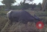 Image of water buffaloes Vietnam, 1966, second 30 stock footage video 65675062003