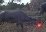 Image of water buffaloes Vietnam, 1966, second 31 stock footage video 65675062003