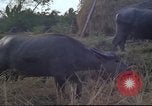 Image of water buffaloes Vietnam, 1966, second 32 stock footage video 65675062003