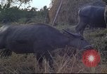 Image of water buffaloes Vietnam, 1966, second 33 stock footage video 65675062003