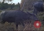 Image of water buffaloes Vietnam, 1966, second 34 stock footage video 65675062003