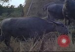 Image of water buffaloes Vietnam, 1966, second 35 stock footage video 65675062003