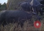 Image of water buffaloes Vietnam, 1966, second 36 stock footage video 65675062003
