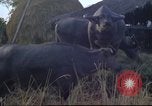 Image of water buffaloes Vietnam, 1966, second 37 stock footage video 65675062003