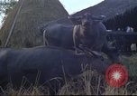 Image of water buffaloes Vietnam, 1966, second 38 stock footage video 65675062003