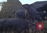 Image of water buffaloes Vietnam, 1966, second 39 stock footage video 65675062003