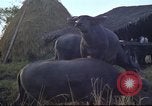 Image of water buffaloes Vietnam, 1966, second 40 stock footage video 65675062003