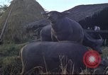Image of water buffaloes Vietnam, 1966, second 41 stock footage video 65675062003