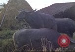Image of water buffaloes Vietnam, 1966, second 42 stock footage video 65675062003