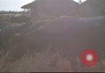 Image of water buffaloes Vietnam, 1966, second 43 stock footage video 65675062003