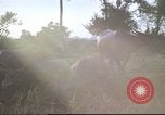 Image of water buffaloes Vietnam, 1966, second 51 stock footage video 65675062003