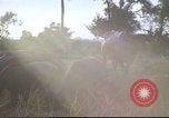 Image of water buffaloes Vietnam, 1966, second 55 stock footage video 65675062003