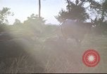Image of water buffaloes Vietnam, 1966, second 60 stock footage video 65675062003