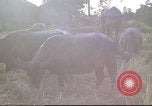 Image of water buffaloes Vietnam, 1966, second 61 stock footage video 65675062003