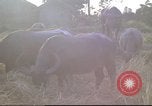 Image of water buffaloes Vietnam, 1966, second 62 stock footage video 65675062003