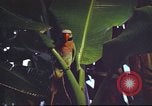 Image of United States airman Vietnam, 1965, second 3 stock footage video 65675062004