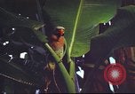 Image of United States airman Vietnam, 1965, second 9 stock footage video 65675062004