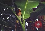 Image of United States airman Vietnam, 1965, second 12 stock footage video 65675062004