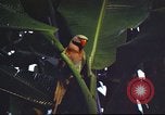 Image of United States airman Vietnam, 1965, second 22 stock footage video 65675062004