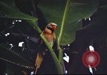 Image of United States airman Vietnam, 1965, second 24 stock footage video 65675062004