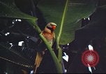 Image of United States airman Vietnam, 1965, second 26 stock footage video 65675062004