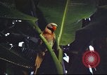 Image of United States airman Vietnam, 1965, second 33 stock footage video 65675062004