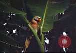 Image of United States airman Vietnam, 1965, second 36 stock footage video 65675062004