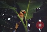 Image of United States airman Vietnam, 1965, second 38 stock footage video 65675062004