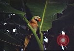 Image of United States airman Vietnam, 1965, second 41 stock footage video 65675062004